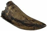 Serrated Tyrannosaur Tooth - Judith River Formation #300174-1